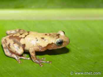 Almost half our species could be extinct in 50 years due to climate change, researchers predict     - CNET