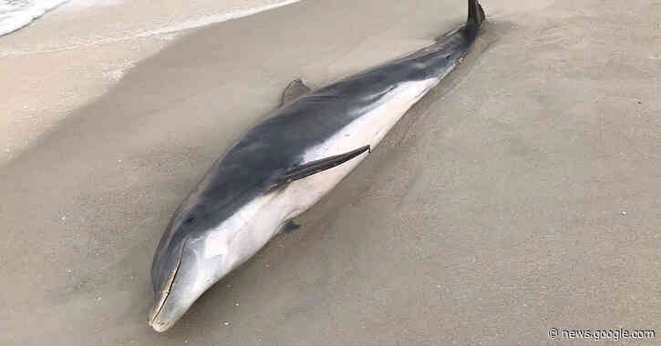 Finding Dolphins Shot and Stabbed, Authorities Offer $20,000 for Help - The New York Times