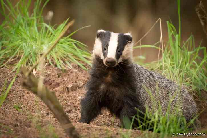 Trump reportedly spent important policy meetings grilling Reince Priebus about badgers