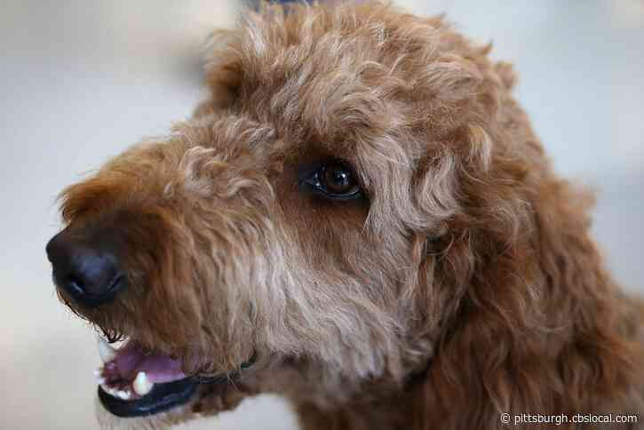 State Officials: Less Than Half Of Pennsylvania Dogs Are Licensed