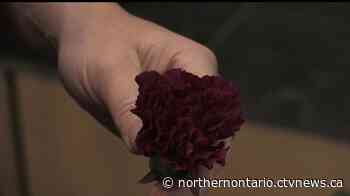 Free carnations being handed out in downtown Sault Ste. Marie - CTV News