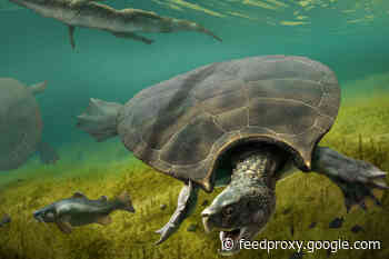 Paleontologists Unearth 9-Foot-Long Turtle With Massive Spikes on its Shell