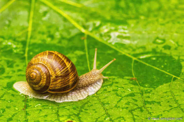 Where did all the garden snails go? Here are some ideas