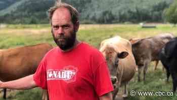 Yukon farmer saves his cows from collapsed barn