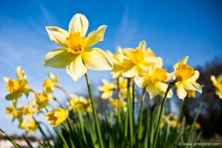 Master Gardener: How to get daffodils to bloom and what to do about spider mites on ivy
