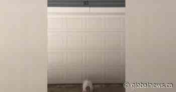 50 people in Edmonton in self-imposed quarantine to prevent spreading COVID-19 coronavirus - Global News