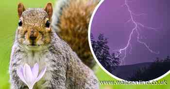 Burnt squirrel may have been struck by lightning says RSPCA