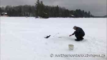 Curious mink approaches man ice fishing on frozen northern Ontario lake