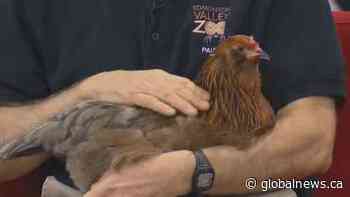 Edmonton Valley Zoo Urban Farm brings livestock into the city