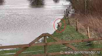 Hoogwater: mens en hond geven kleine dieren het laatste, dodelijke zetje