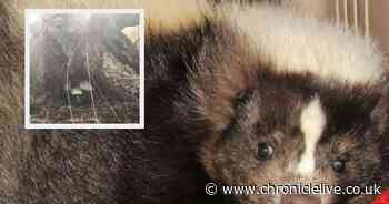 Abandoned skunk found in County Durham woodland - then sprayed rescuers