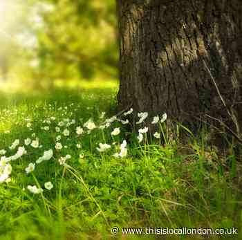 Brent Council rejects extra tree planting proposal