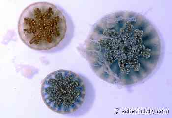 Stinging Water Mystery Solved – “Mucus Grenades”