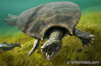 Absolutely Massive Extinct Turtle Weighed 2,500 Pounds and Had Giant Horned Shell