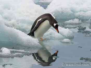 January 2020 was Earth's hottest January in 141 years of climate records     - CNET