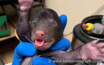 Bear ‘foster mother’ adopts orphaned cub rescued by pet dog