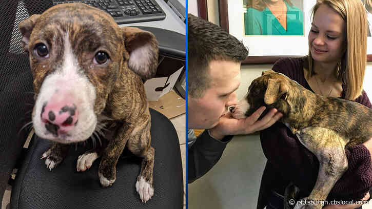 Furry Tails: Puppy Finds Forever Home With Police Officer That Rescued Her