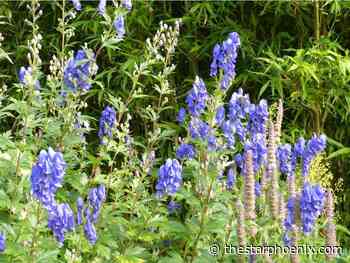 Gardening: Monkshood is poisonous but pretty