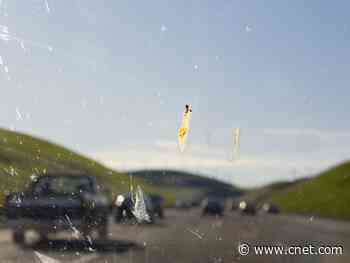 Car splatter tests show major decline in insect abundance, study says     - CNET