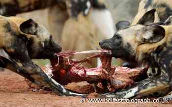 Wild dogs kill 16 animals at safari park after escaping compound