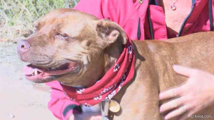 Huachuca City hopes to open new animal shelter this year