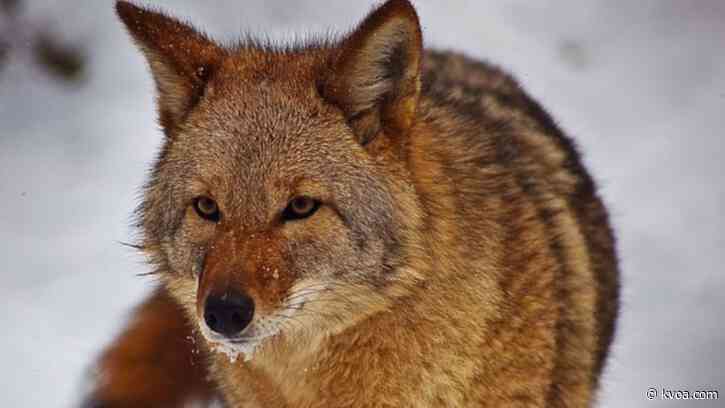 Two rare coyote biting incidents reported in Tucson area