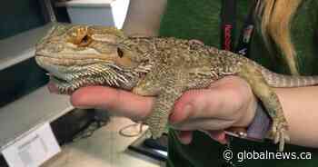 Lucy the bearded dragon returned safe after being taken from Lethbridge pet store