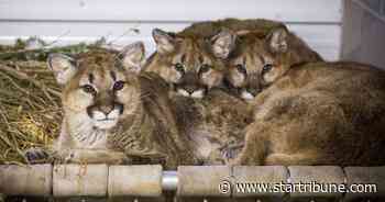 Three orphan cougars in Washington find a new home in Minnesota