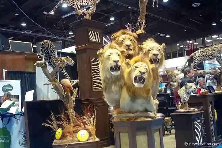 Penned lions still on offer at US trophy hunting convention