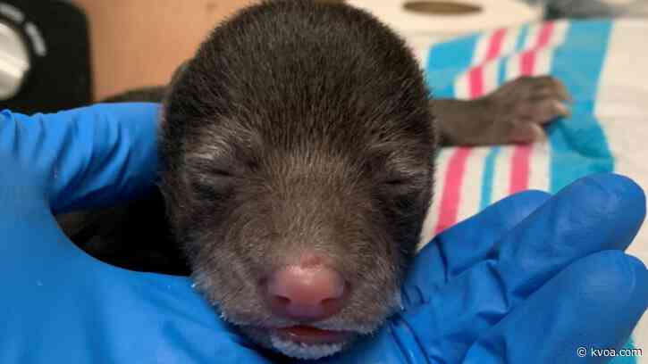 Orphaned black bear cub placed with substitute mother after saved by dog