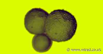 Are stem cells really the key to making humans live longer?