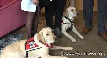 Signature Medical Spa holding fundraiser for Service Dogs of Virginia - CBS19 News