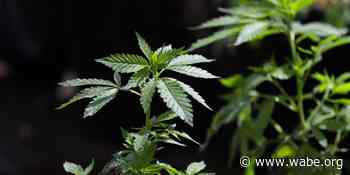 Medical Marijuana Cards Show Big Rise In Georgia | 90.1 FM WABE - WABE 90.1 FM