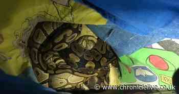 Firefighters find 'two bags of snakes' abandoned outside Sunderland station