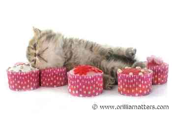 Orillia Animal Centre fundraiser is really the cat's pyjamas - OrilliaMatters