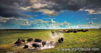 Did wild bison live in Minnesota and when did they disappear?