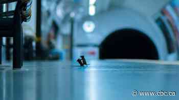 This photo taken in the London Underground wins top wildlife photography prize