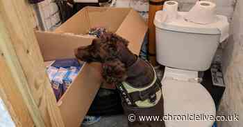 Sniffer dogs uncover 120,000 suspected illegal cigarettes worth £60,000 in Newcastle bedroom