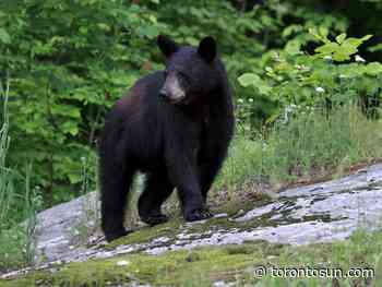 Toronto woman among 5 convicted in selling of black bears' gallbladders, paws - Toronto Sun