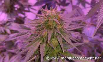 Rhode Island Governor's Budget Includes Legal Marijuana Sales In State-Run Stores - Marijuana Moment