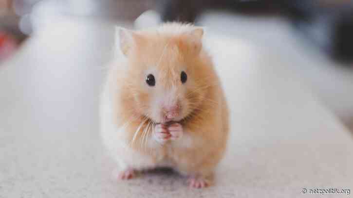 Wochenrückblick KW 7: Identifizierungspflicht für Gamer und DNA-Analyse für Müslifans