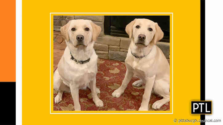 Furry Tails: Pittsburgh-Area Dog Moves On To Extensive Training To Become Service Dog