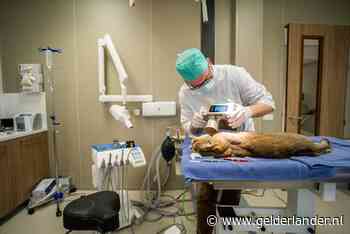 Specialistisch dierenziekenhuis voor Gelderland slaat vleugels uit in Arnhem