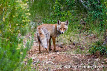 Fox Found With Rabies In Anne Arundel County