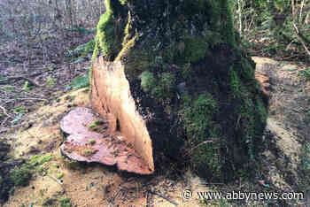 PHOTOS: At least 17 trees found damaged at park in Harrison Hot Springs