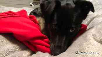 Dog, car stolen after woman stops to boost trio's ride