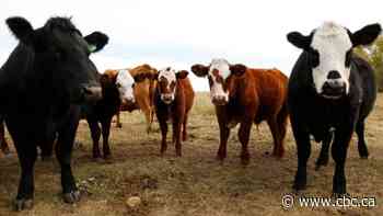 Study examines disease transmission risk between livestock and wildlife in Alberta