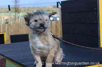 How to keep your pet dog calm during Storm Dennis - Warrington Guardian