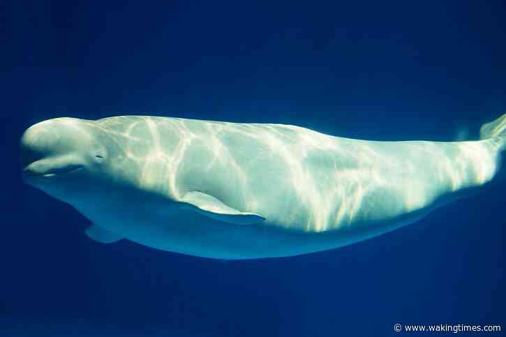 Lawsuit Will Target Oil Companies For Wiping Out Belugas In Alaska