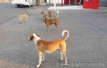 Se podría llenar el estadio Morelos con los perros callejeros de Morelia - Quadratín Michoacán